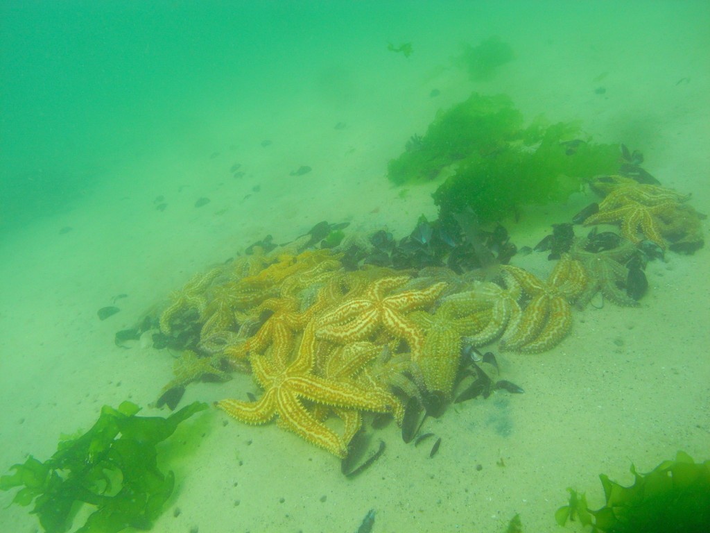 Pile of starfish at Long Beach