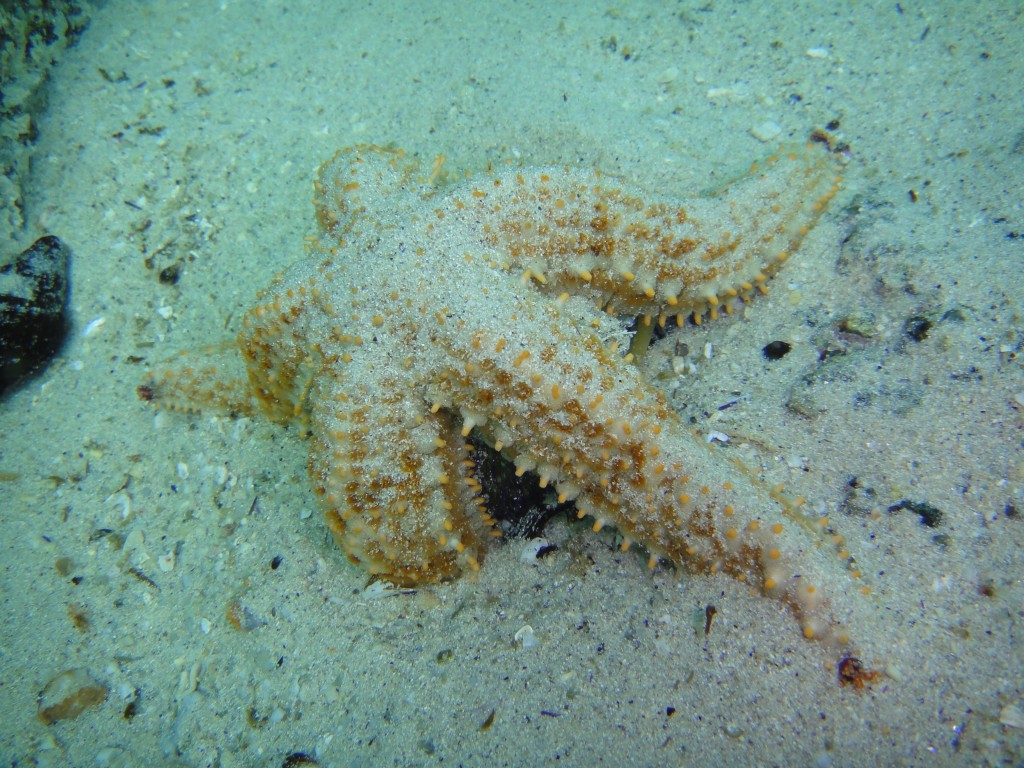 Starfish at Fisherman's Beach