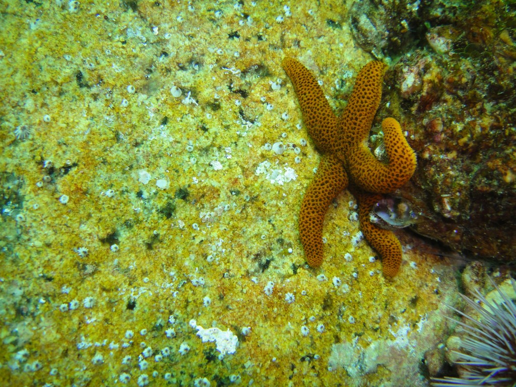 Granular sea star at Fisherman's Beach