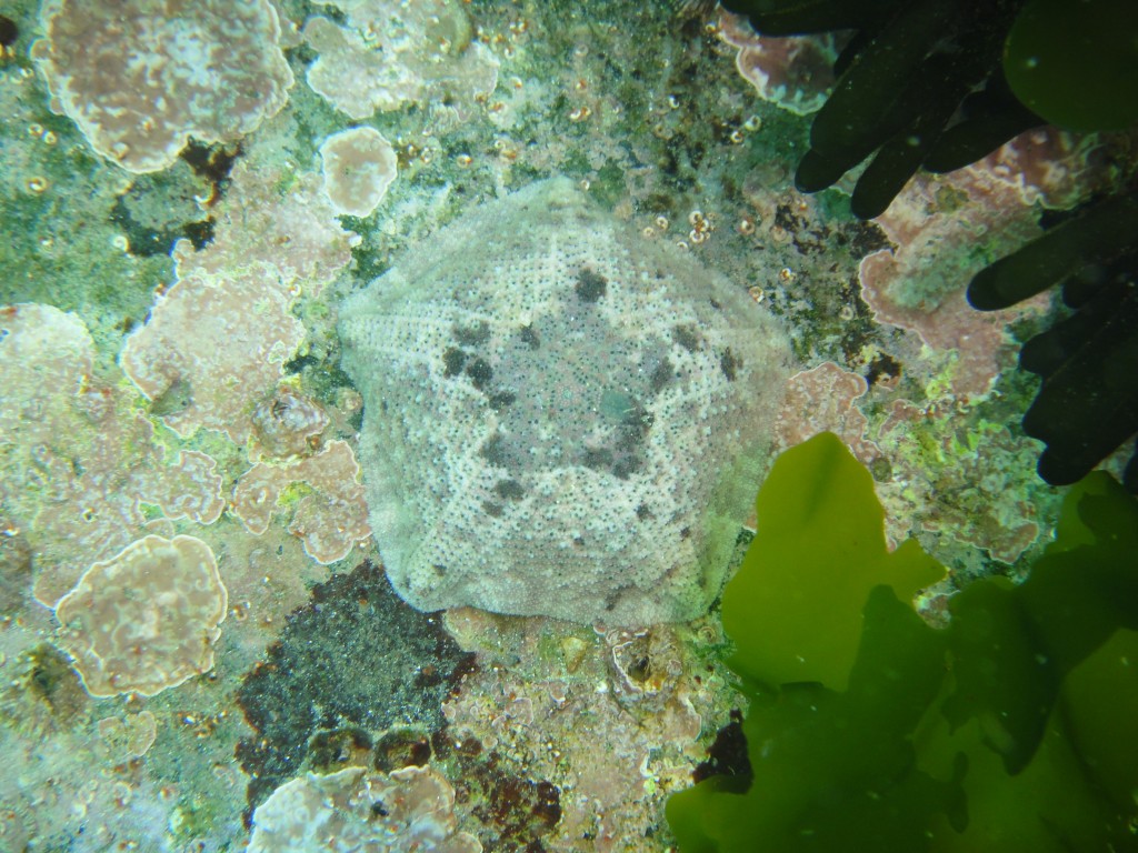 Cushion star at Long Beach