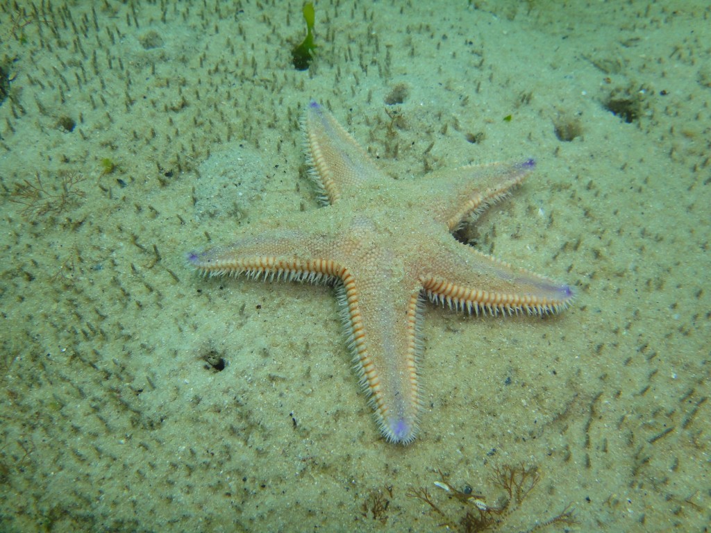 Sand sea star