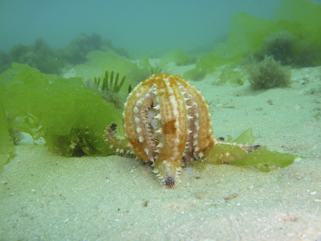 Munching star fish