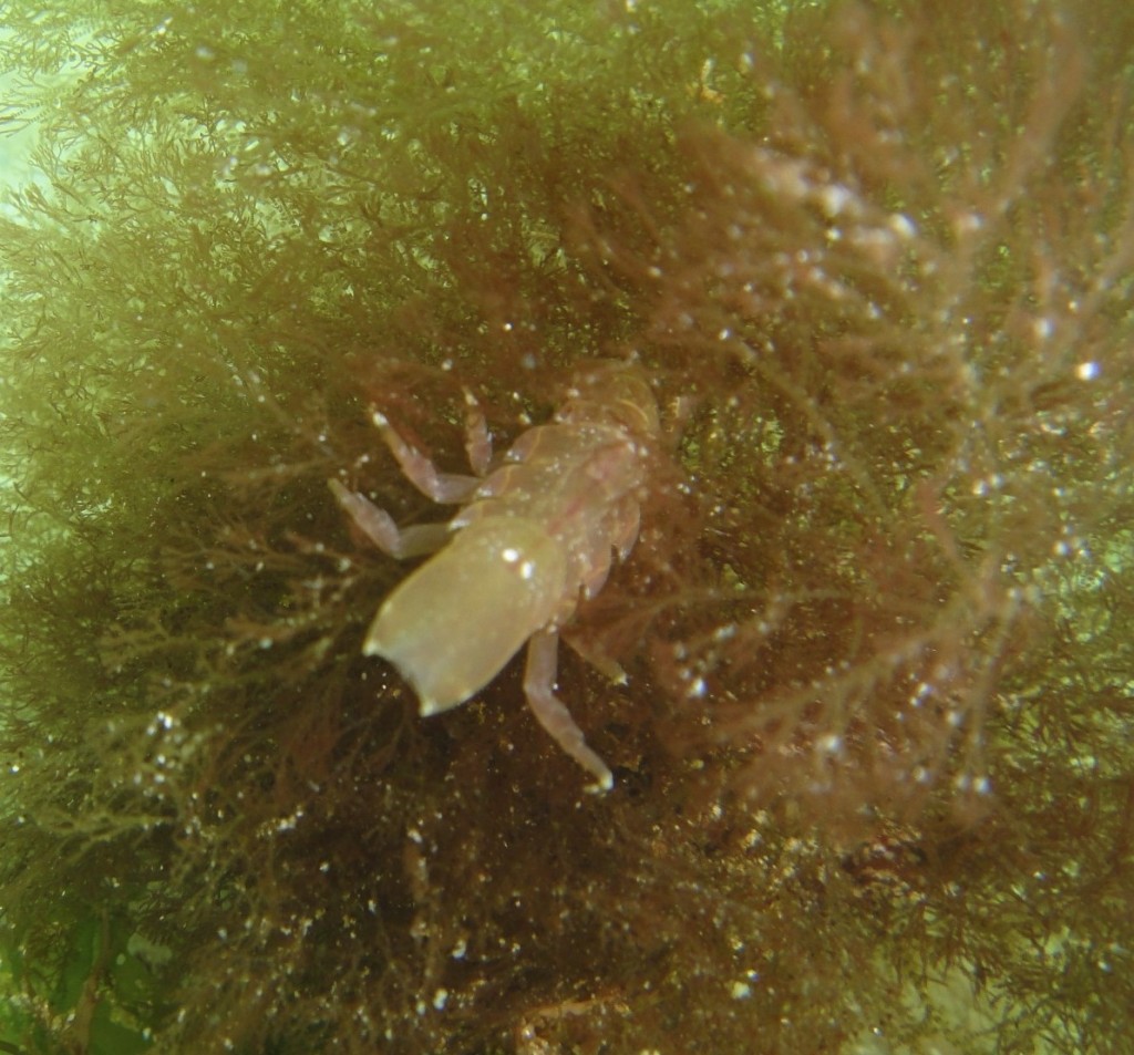 Isopod at Long Beach