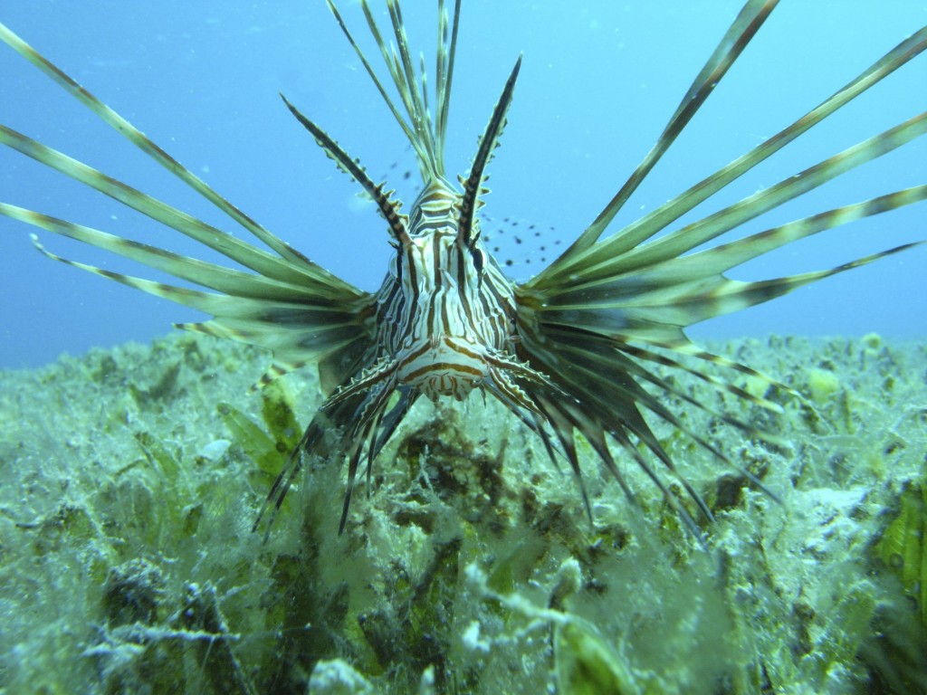 Lionfish