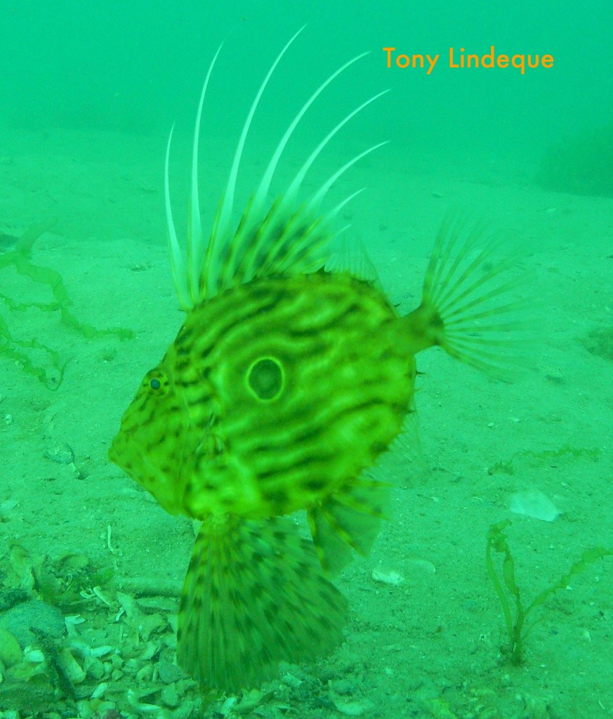 John Dory at Long Beach in January 2010