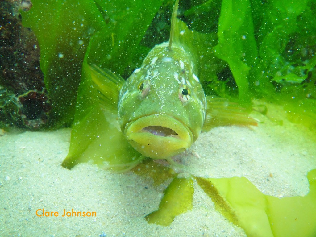 Super klipfish at Long Beach