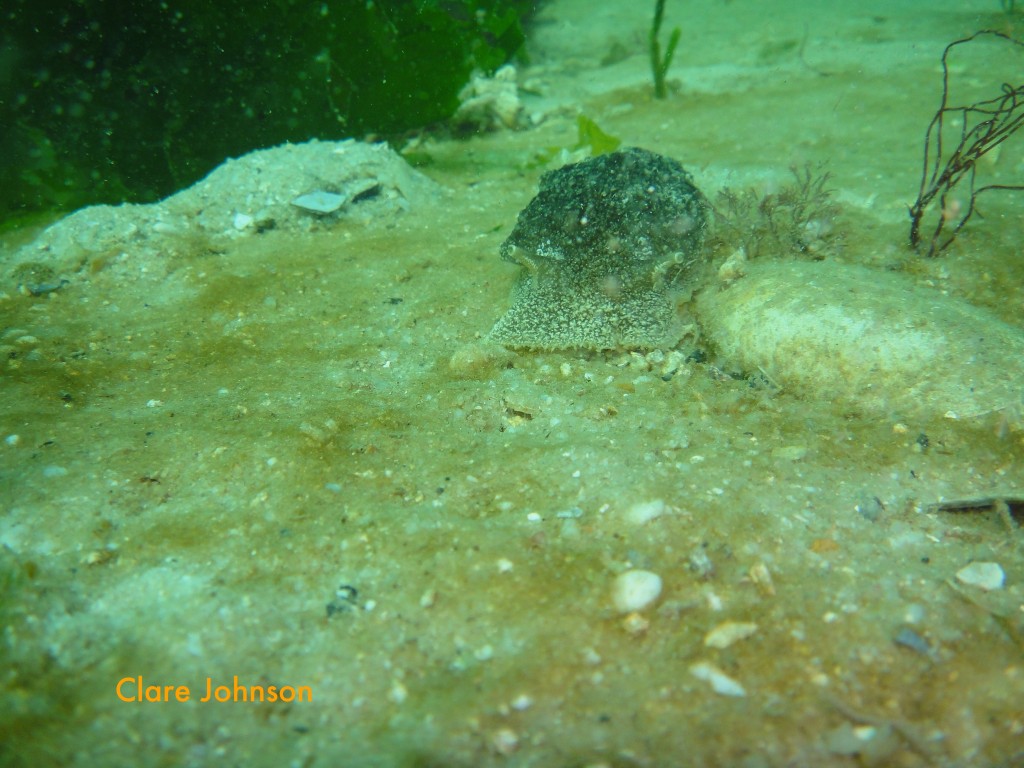 Warty pleurobranch at Long Beach