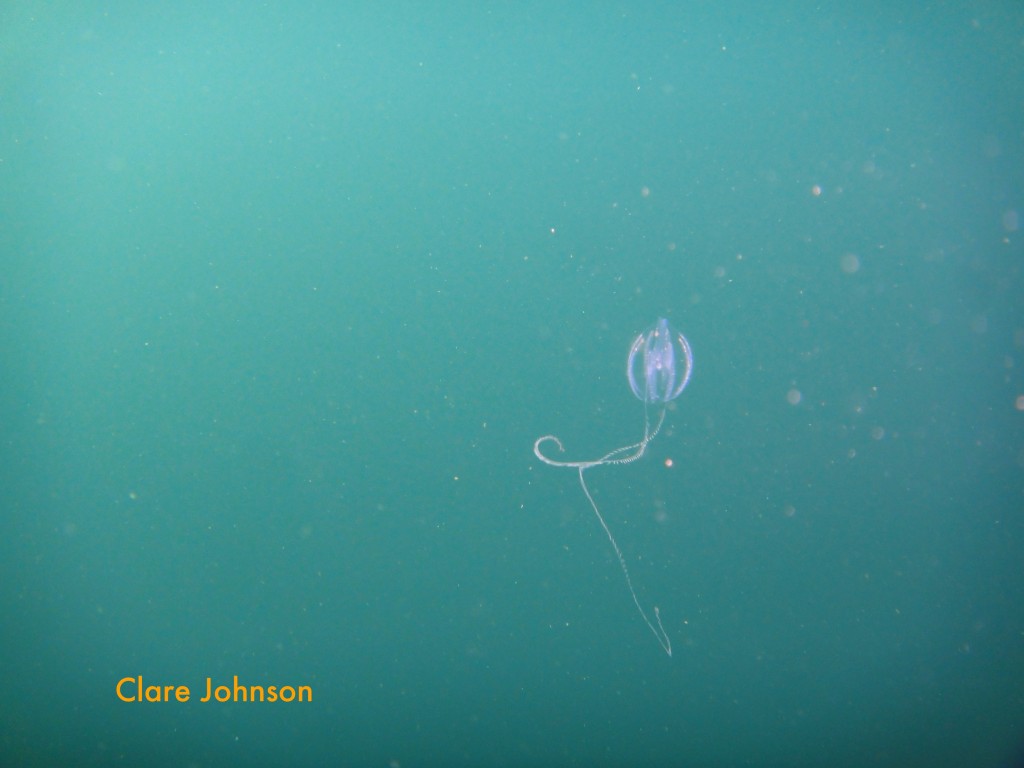 Another kind of comb jelly (Pleurobrachia pileus)