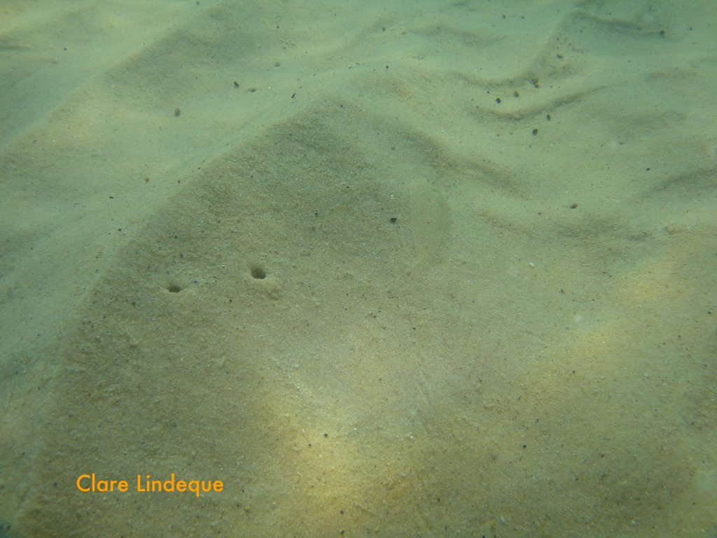 Juvenile Cape sole at Long Beach