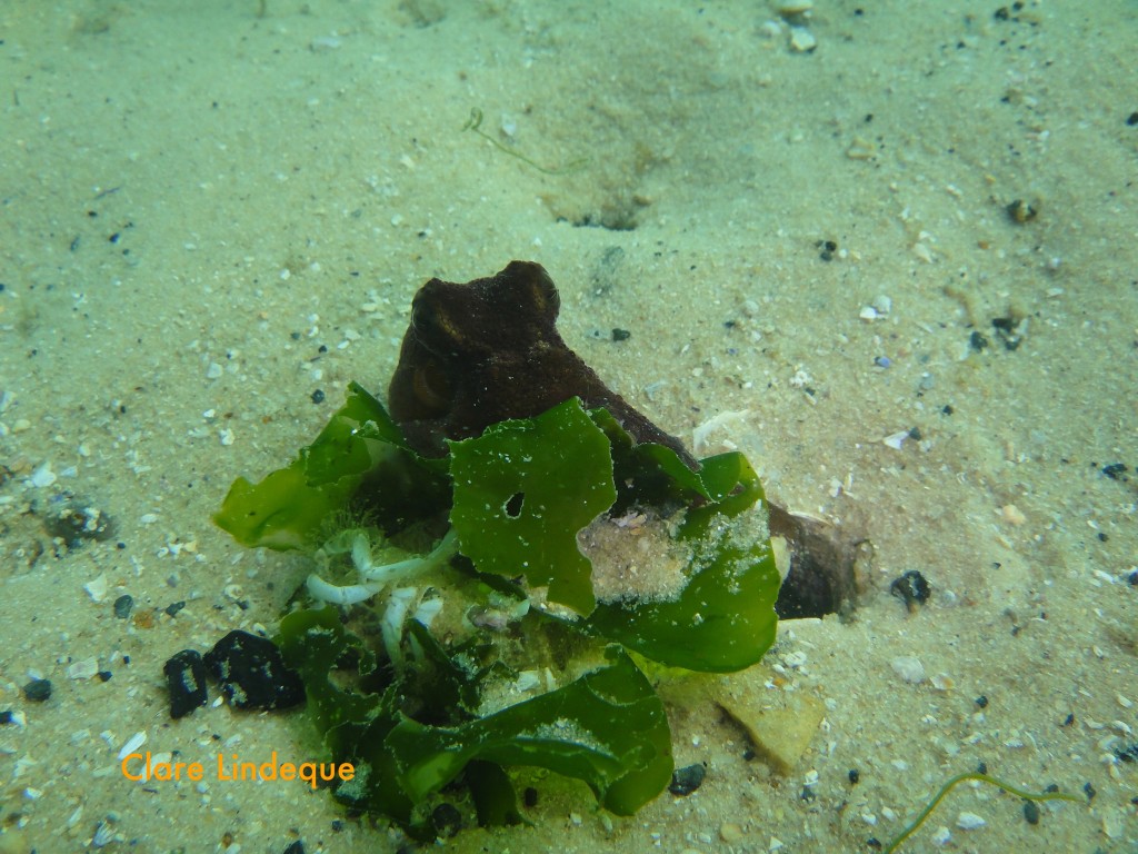 Hiding behind some sea lettuce