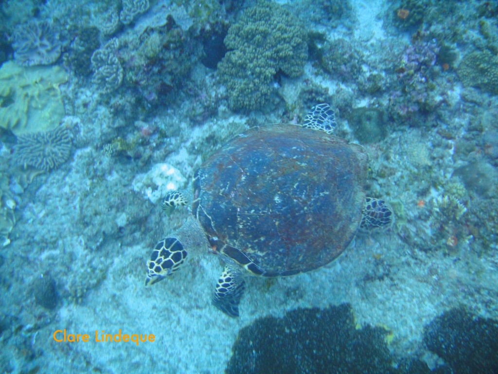 Green turtle at Pinnacle