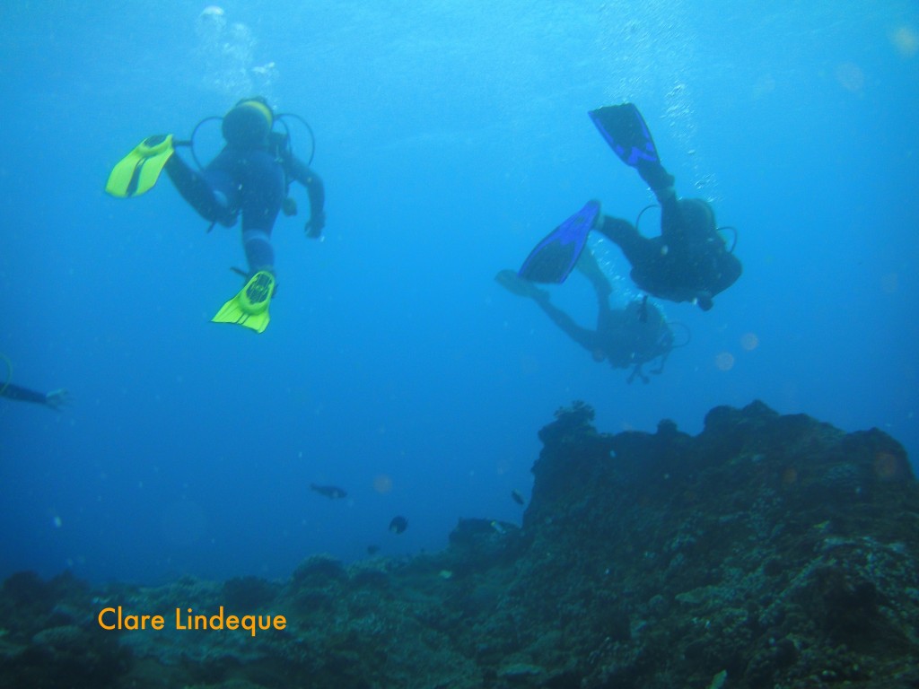 Divers over the coral