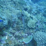 Trumpetfish