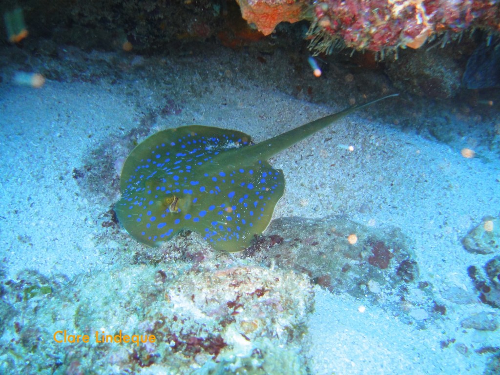 Bluespotted ribbontail ray