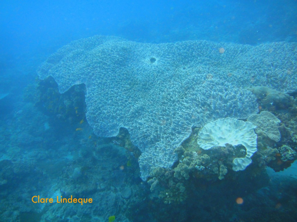 Giant leather coral