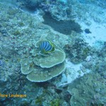 Maypole butterflyfish, feeding