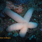 Large starfish with green-tipped legs