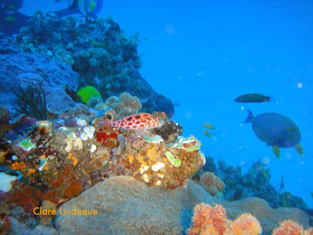 Spotted hawkfish resting on coral