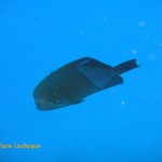 Old woman angelfish munching our bubbles at the safety stop