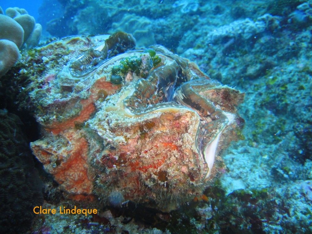 Giant clam