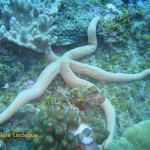 Giant starfish