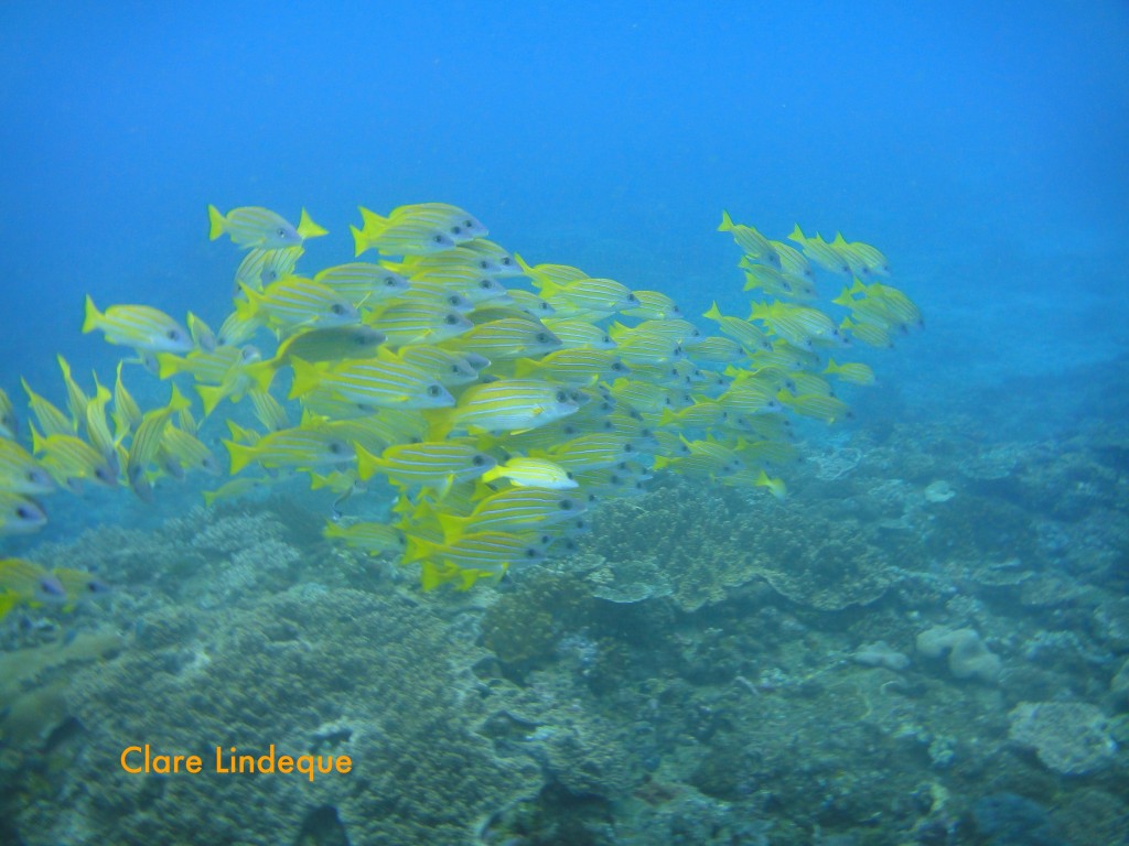 Schooling bluebanded snapper