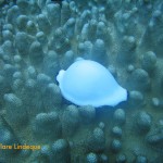 Cowrie shell