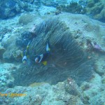 Anemone fish at home