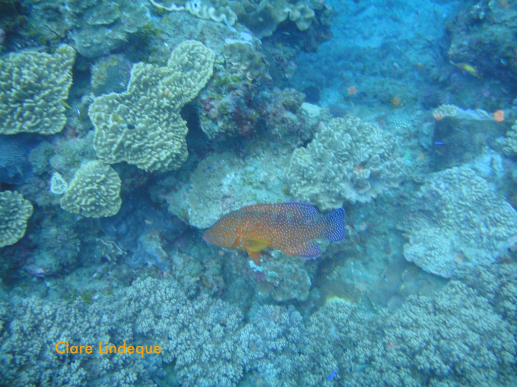 Coral rockcod on the move