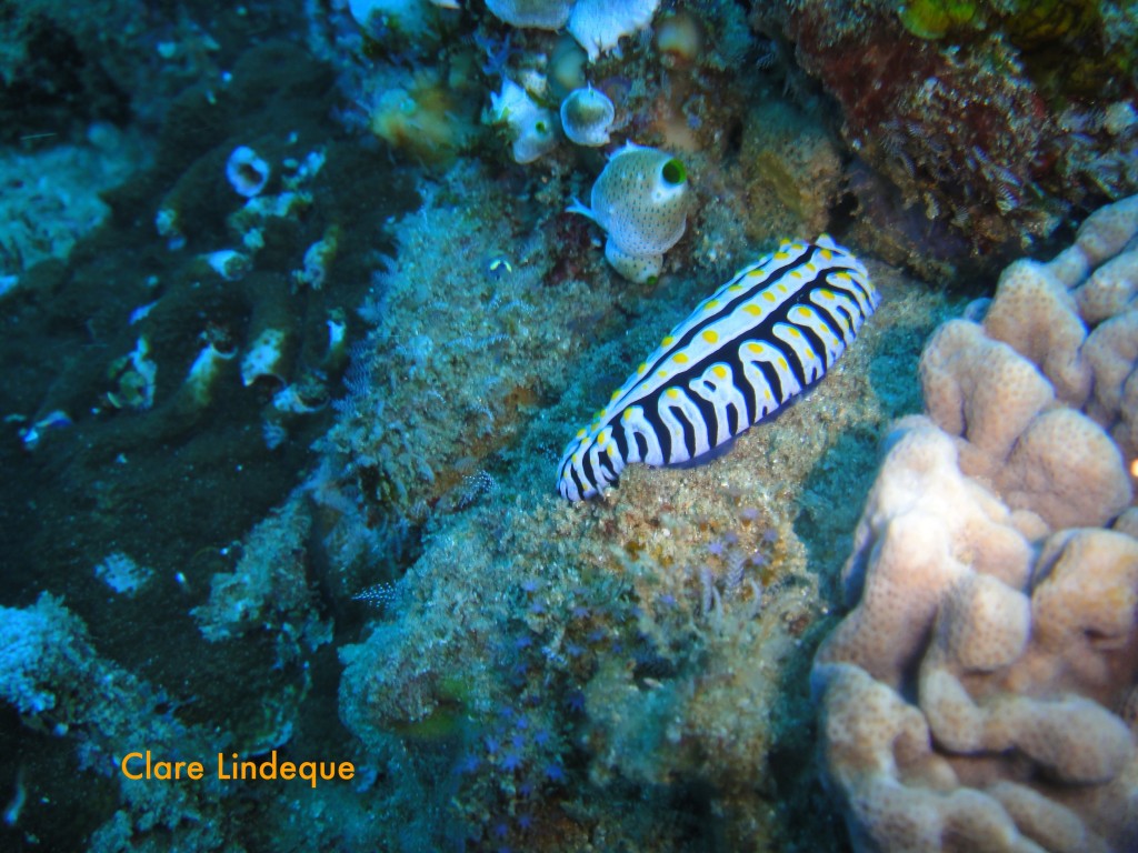 Phyllidia varicosa nudibranch