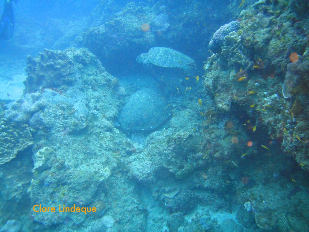 A sleeping green turtle is visited by another one