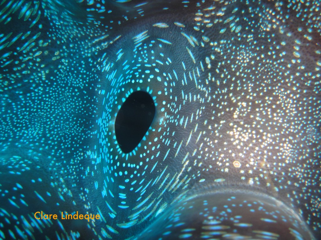 Close up of a giant clam's mantle