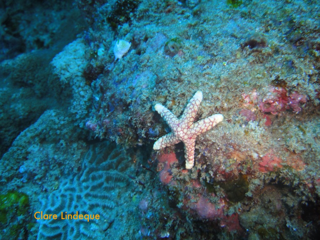 Sea star