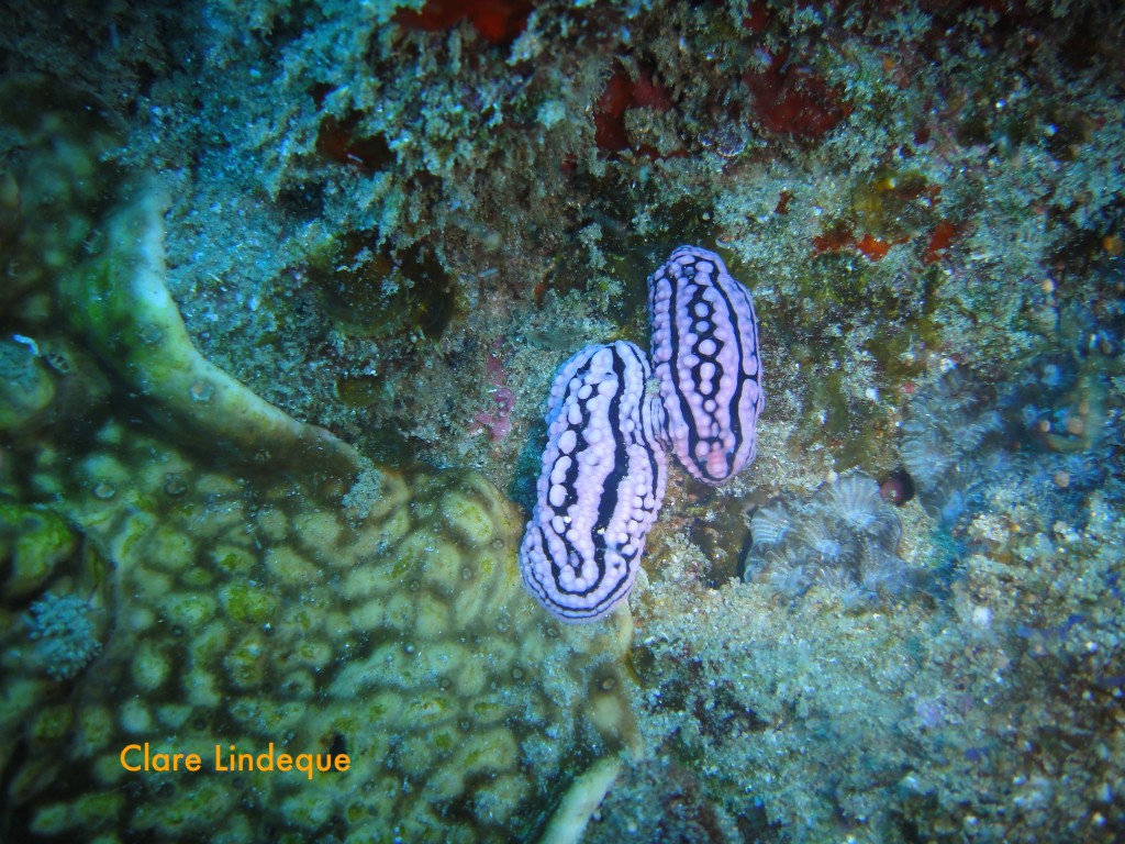 Two Phyllidiella zelanica nudibranchs, possibly mating