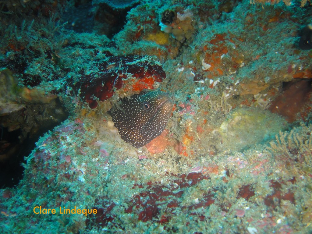 A small guineafowl moray eel checks me out