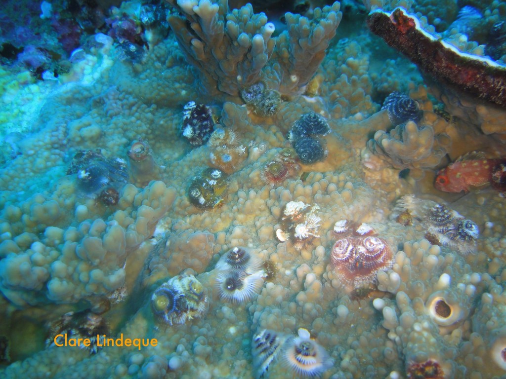 Fanworms dotting a piece of coral