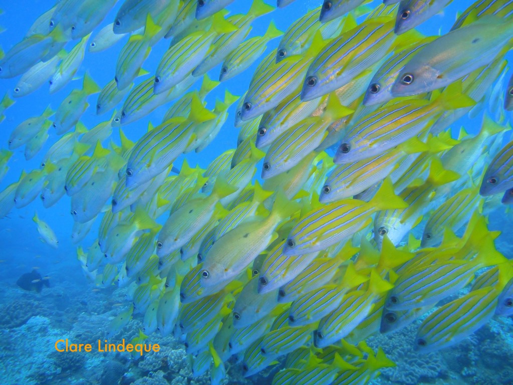 More bluebanded snapper