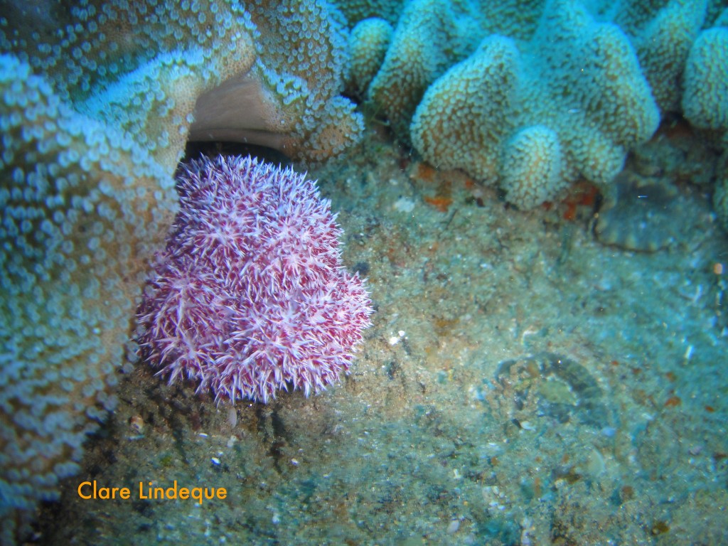 Thistle coral