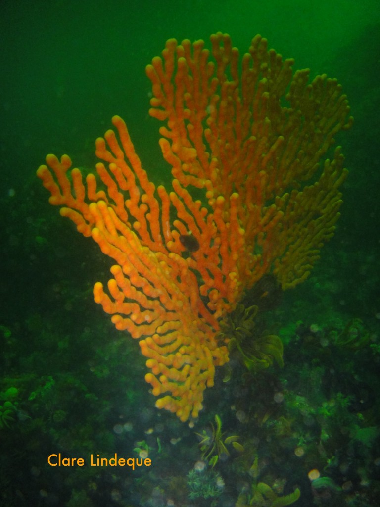 Sea fan