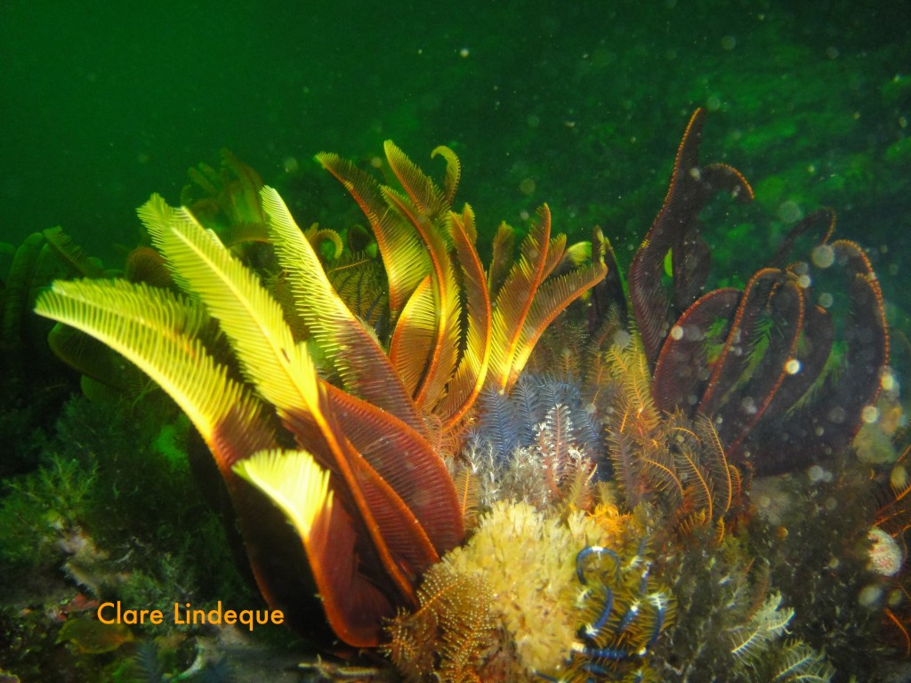 Elegant feather stars