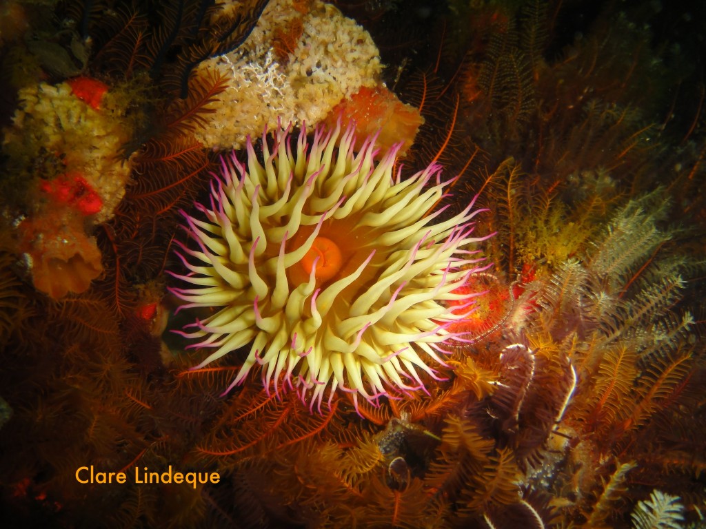 False plum anemone