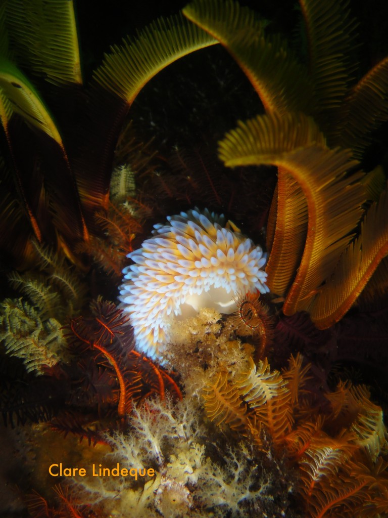 Blue gas flame nudibranch with feather stars