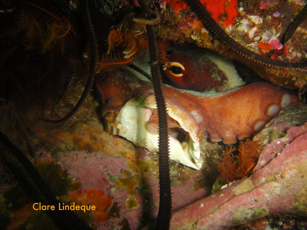 Getting the eye from an octopus