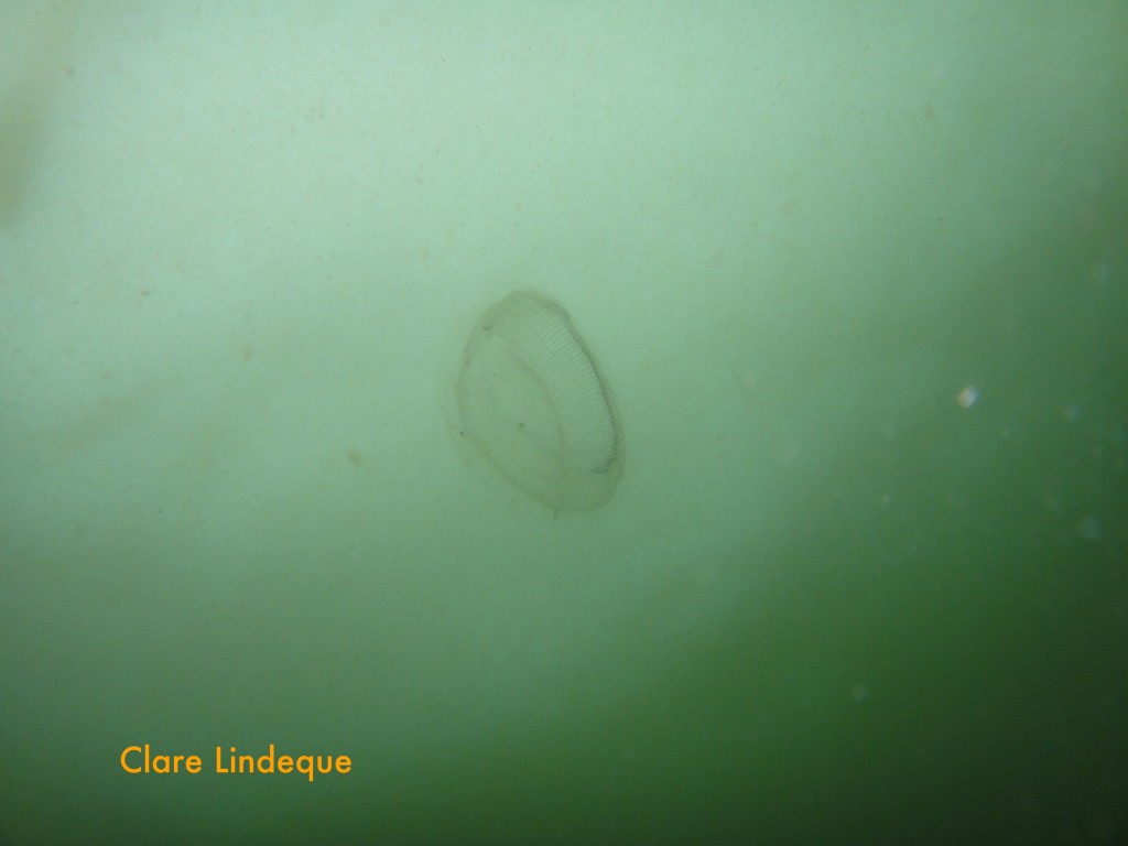 Sea jelly in dirty water