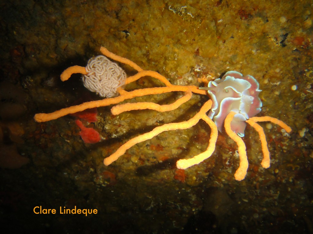 Frilled nudibranch and egg ribbon on the Good Hope