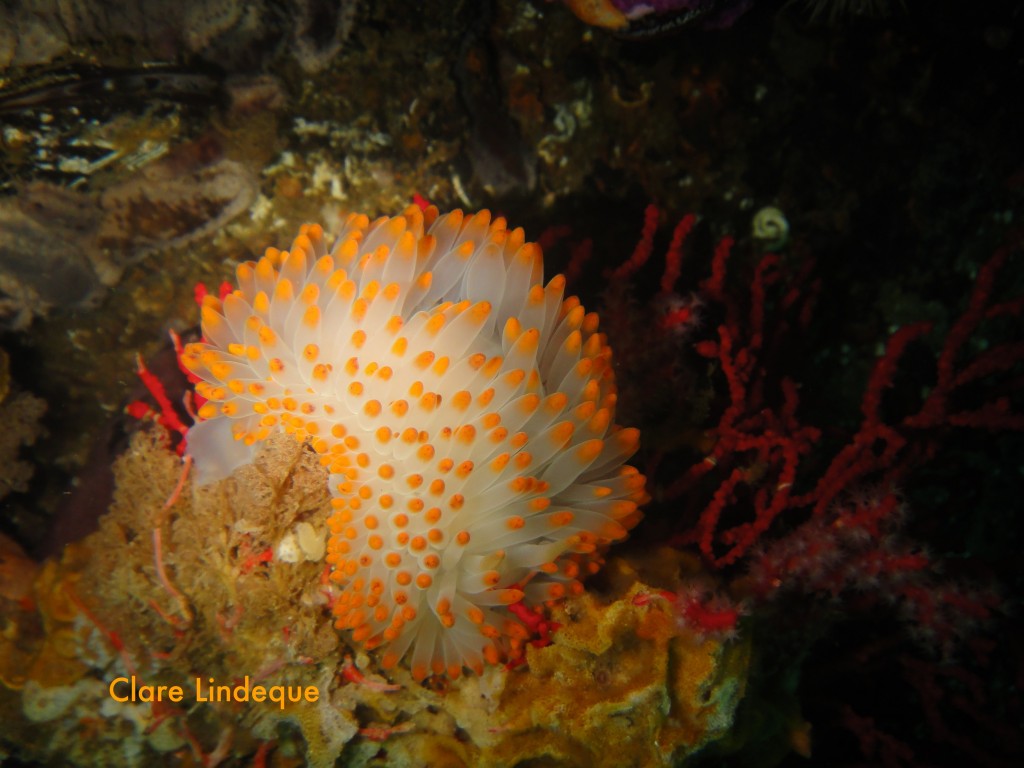 Orange gas flame nudibranch