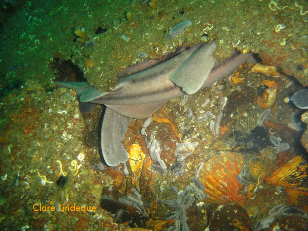 Sleeping pyjama catsharks