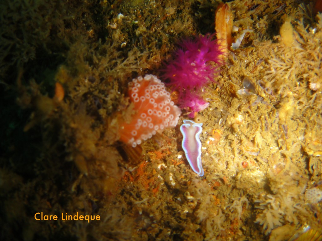 Juvenile frilled nudibranch