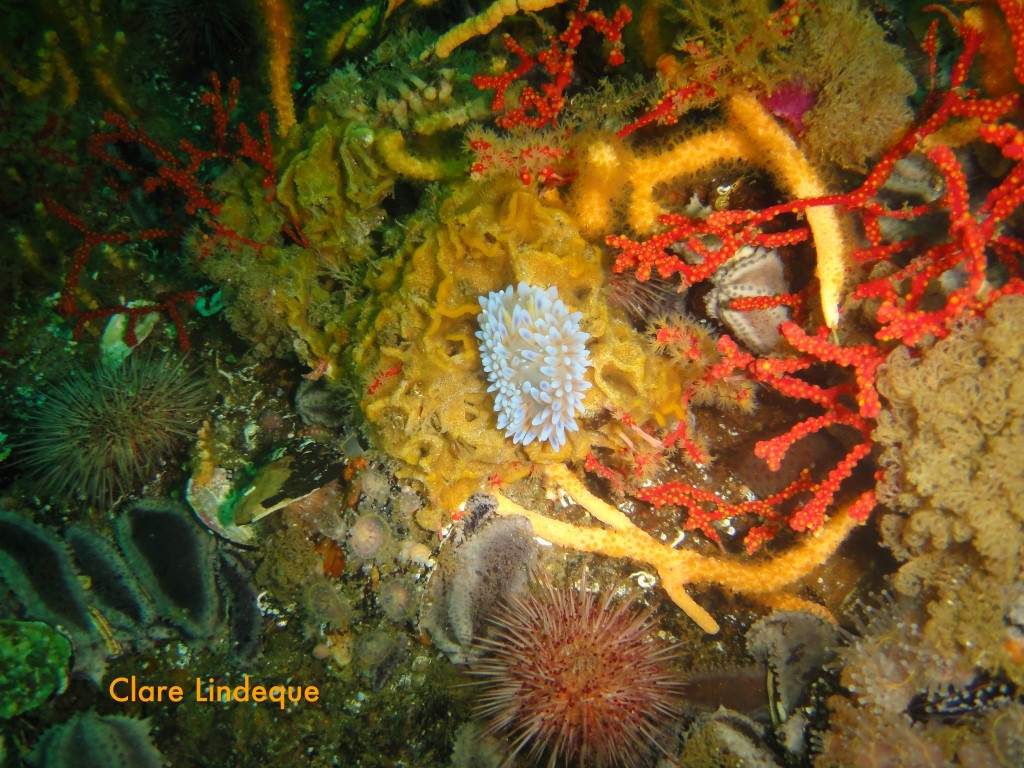 Blue gas flame nudibranch