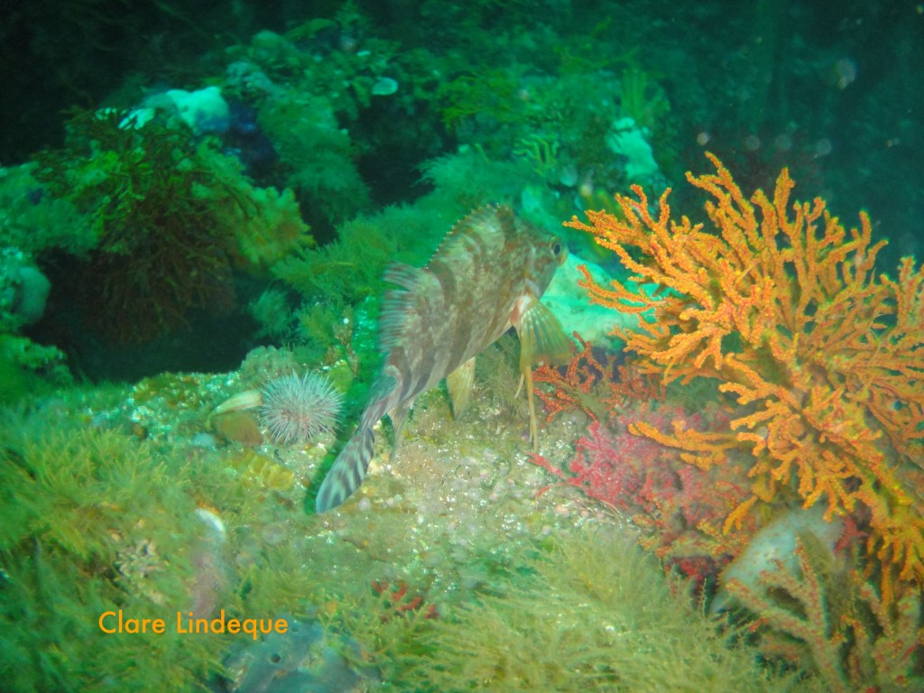 Redfingers about on the Smitswinkel Bay wrecks